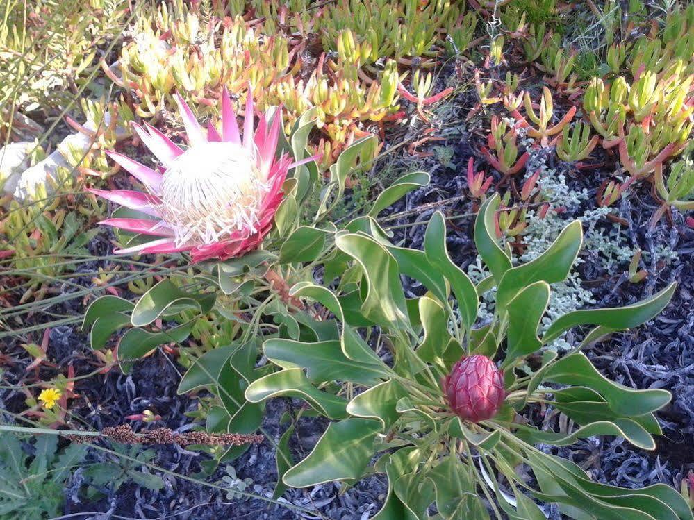 Van Den Berg'S Guesthouse Bettyʼs Bay 외부 사진